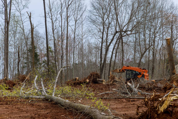 How Our Tree Care Process Works  in  New Berlinville, PA