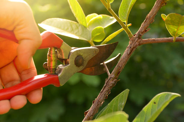 Professional Tree Services in New Berlinville, PA